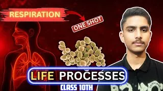 Thumbnail: Life Processes Part 2 | Respiration Full Chapter in One Shot | CBSE 2026 Boards | Class 10th boards 