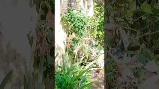Thumbnail: मेरे घर की बगिया हरीयाली ही हरीयाली कैसा है मेरा बगीचा