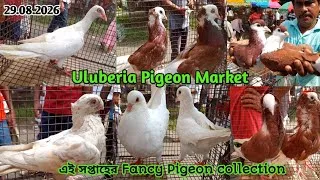 Thumbnail: Fancy pigeon price update at uluberia pet market on 29.08.26 | Uluberia Pigeon Market 
