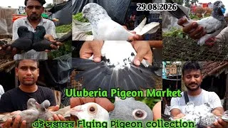 Thumbnail: Flying pigeon price update at uluberia pet market on 29.08.26 | Uluberia Pigeon Market 