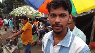 Thumbnail: Recent Fancy pigeon price update at uluberia pet market on 22.08.26 | Uluberia Pigeon Market 
