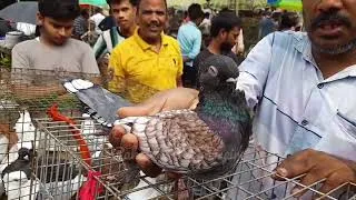 Thumbnail: Recent Fancy pigeon price update at uluberia pet market on 15.08.26 | Uluberia Pigeon Market 