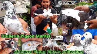 Thumbnail: Recent Flying pigeon price update at uluberia pet market on 15.08.26 | Uluberia Pigeon Market 