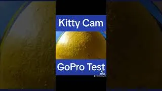 Thumbnail: Kitty Cam Test #catvideos