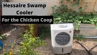 Thumbnail: How To Keep Your Chickens Cool This Summer