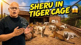 Thumbnail: Sheru Ko Tiger Ke Cage Mein Band Kar Diya! 🐕🐯😱🚨 | BT Farm Stories