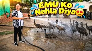 Thumbnail: Emu Birds Ki Bathing🦤🚿| BT Farm Stories