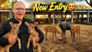 Thumbnail: Neelgai Ka Baby Aa Gaya 🦌❤️ | Murad Ki Birthday Celebration 🎂🎉 | BT Farm Stories