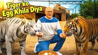 Thumbnail: Tigers Ko Eggs Khila Diye! 🥚😱❤️ | BT Farm Stories