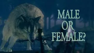 Thumbnail: The Debate on Sif's Gender (Dark Souls)