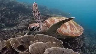Thumbnail: Saving Sea Turtles in Cabo | Asupmatoma at Rancho San Lucas