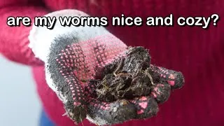 Thumbnail: APARTMENT COMPOSTING BIN UPDATE - 2 weeks after vermicomposting bin set up