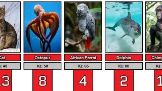 Thumbnail: Smartest Animals in the World Ranked by IQ