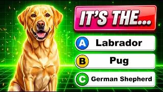 Thumbnail: Can You Guess These 25 Dog Breeds? | Only Dog Lovers Can Score 25/25