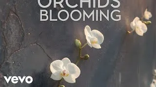 Thumbnail: Iron Lung Poet - Concrete Orchids Blooming (Audio)