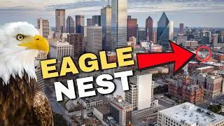 Thumbnail: Bald Eagles Build Nest in City of 8 Million People (yes, it’s true!)