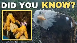 Thumbnail: Did you know THIS about Kaydee's Bands?