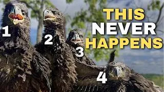 Thumbnail: Ultra-Rare Eagle’s Nest Fledges FOUR Chicks!