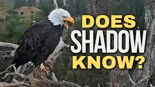 Thumbnail: Is Shadow Grieving?