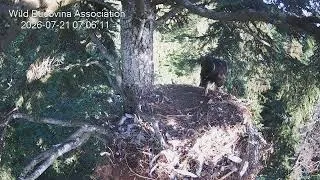 Thumbnail: 06:56 AM Dark Plumage & Independence: Golden Eaglet Feeds on Cached Prey! 🦅🐇