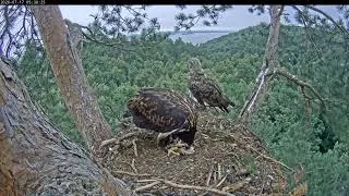 Thumbnail: 05:30 AM Advanced Solo Feeding: Eaglet Devours Fresh Fish, Parent Cleans Up! 🦅🐟