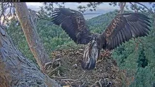 Thumbnail: 03:14 AM Double Fish Bounty: Eaglet Feeds Solo Before Parent Brings Another! 🦅🐟