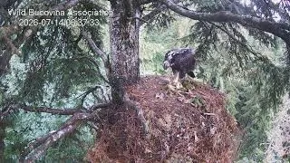 Thumbnail: 06:28 AM July Progress: Golden Eagle Eaglet Cleans Up Cached Prey Solo! 🦅🦌