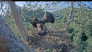 Thumbnail: 04:22 AM Sunrise Catch: White-Tailed Eagle Brings Fresh Fish to Nest! 🦅🐟