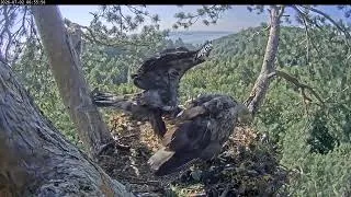 Thumbnail: 06:48 AM Morning Harvest: Eagle Brings Large Fish & Feeds Single Chick! 🦅🐟