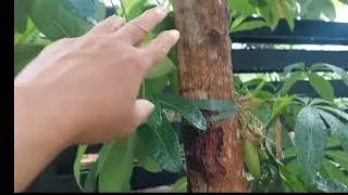 Thumbnail: Let's start with the outside part of the house #gardening #backyardmakeover 