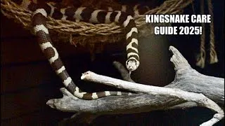 Thumbnail: ADVANCED Kingsnake Care Guide! (2025)