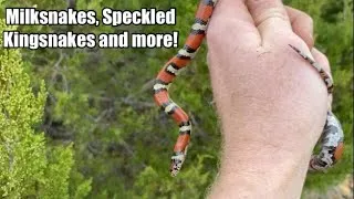 Thumbnail: April 2025 Herping Vlog! (Finding Milksnakes, Speckled Kingsnakes and more)