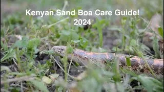 Thumbnail: Kenyan Sand Boa Care Guide! (2024)