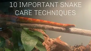 Thumbnail: 10 IMPORTANT Snake Care Techniques I've learned!