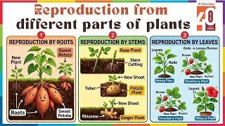 Thumbnail: Reproduction from different parts of plants| Ratna Sagar | Animated Story