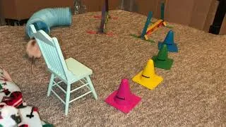 Thumbnail: My smart pet rat Butter doing some fun agility!