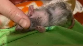 Thumbnail: Sweet Pinto Bean the dwarf rat!