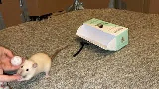 Thumbnail: My smart pet rat Popcorn fetching from a drawer!