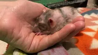 Thumbnail: My cuddly dwarf rat Pinto Bean!