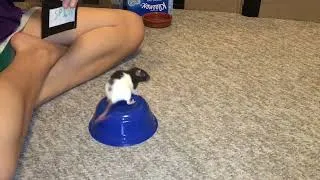 Thumbnail: My smart pet rat Oreo doing her "read a card" trick!