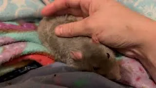 Thumbnail: My sweet senior rat Crumb ❤️