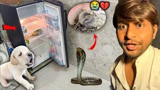 Thumbnail: 😱Gher Ke Fridge Mein Snake 🐍 Gus Gaya!  