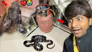 Thumbnail: GHAR Ki Resoi Me Snake 🐍 Ghus Gaya 😱 ? 