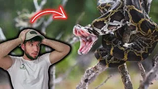 Thumbnail: Finding The Most Hated Snake in the World