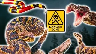 Thumbnail: The Most VENOMOUS Snakes of Florida Ranked and Explained!