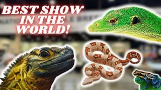 Thumbnail: Daytona National Reptile Breeders Expo 2024!