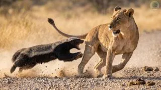 Thumbnail: Is the HONEY BADGER Really Invincible? Facts vs. Legends