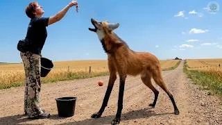 Thumbnail: MANED WOLF | THE STRANGEST WOLF IN THE WORLD