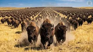 Thumbnail: BISON BUILT THE PRAIRIES | How Their Destruction Changed America