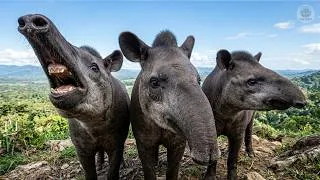 Thumbnail: Not an Elephant. Not a Pig. | TAPIR — The Strangest Animal on Earth